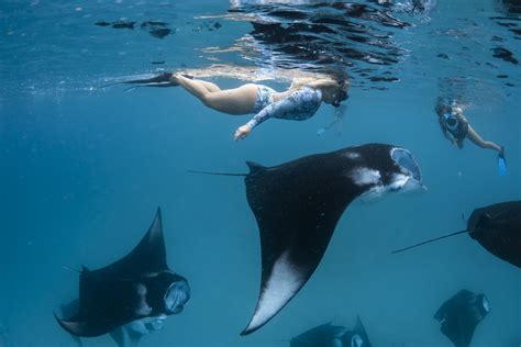 Manta magic in the waters of hawaii